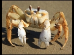 Ghost Crab