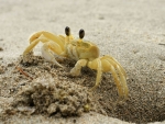 Ghost Crab