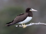 Brown Booby