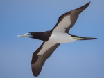 Brown Booby