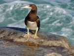 Brown Booby