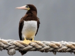 Brown Booby