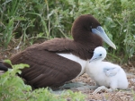 Brown Booby