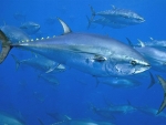 Tuna