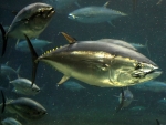 Tuna