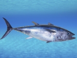 Tuna