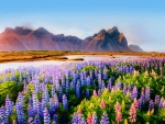 Vestrahorn Mountain, Iceland, in Early Summer