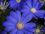 Blue Daisies