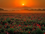 Sunset over a sea of tulips