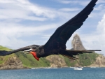 Frigate Bird