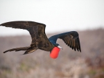 Frigate Bird