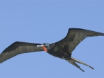 Frigate Bird