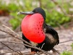Frigate Bird