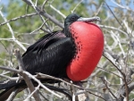 Frigate Bird
