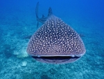 Whale Shark
