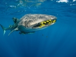 Whale Shark