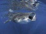 Whale Shark