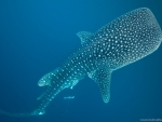 Whale Shark