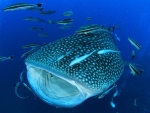 Whale Shark