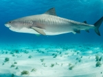 Tiger Shark