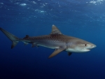 Tiger Shark