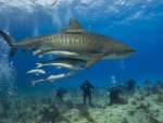 Tiger Shark