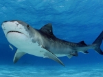 Tiger Shark