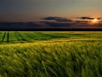 wheat field at sunset