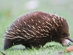 Echidna