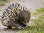 Echidna