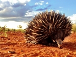 Echidna