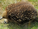 Echidna