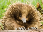 Echidna