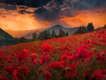 Poppy field at sunset