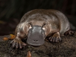 Platypus