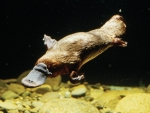 Platypus