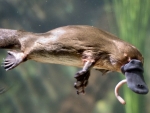 Platypus
