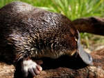Platypus
