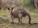 Eastern Grey Kangaroo