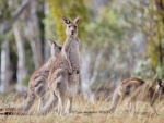 Eastern Grey Kangaroo