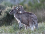 Eastern Grey Kangaroo