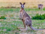 Eastern Grey Kangaroo