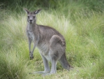 Eastern Grey Kangaroo