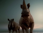 Rhinos
