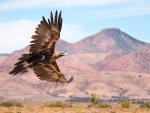 Wedge Tailed Eagle