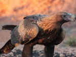 Wedge Tailed Eagle