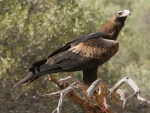 Wedge Tailed Eagle