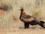 Wedge Tailed Eagle