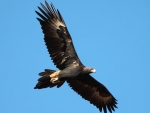 Wedge Tailed Eagle