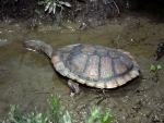 Eastern Long Neck Tortoise